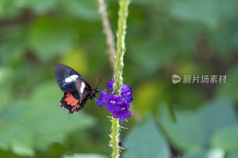 哥斯达黎加的多丽丝长翅蝴蝶(Heliconius Doris)